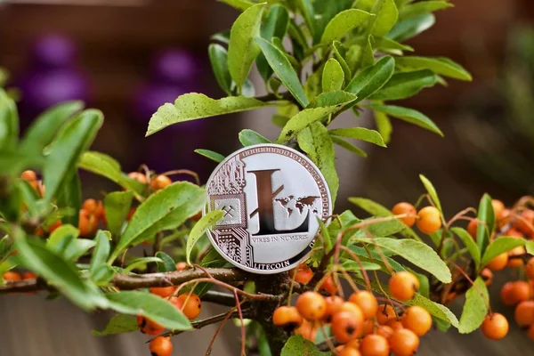 Digital currency physical metal Litecoin coin on the green tree. Cryptocurrency outdoor concept.