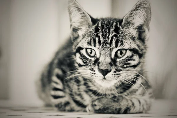 美丽的小猫 家庭动物宠物概念 — 图库照片