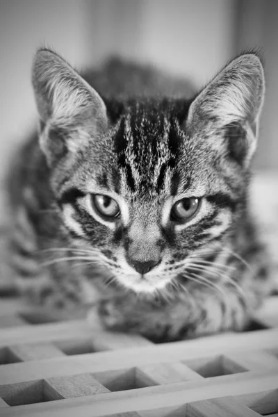 美しい小さな若い猫 ホーム動物ペット コンセプト — ストック写真