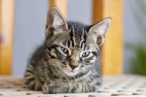 Hermoso Gato Pequeño Hogar Animal Mascota Concepto —  Fotos de Stock