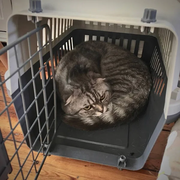 Big Grey Scottish Fold Cat Home Pet Concept Cat Transport — Stock Photo, Image