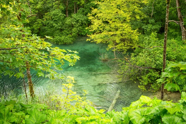 水の中の木 倒れた木水の下の木 プリトヴィツェ国立公園 — ストック写真