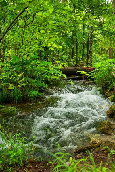 Skog Liten Flod Plitvice Nationalpark — Stockfoto