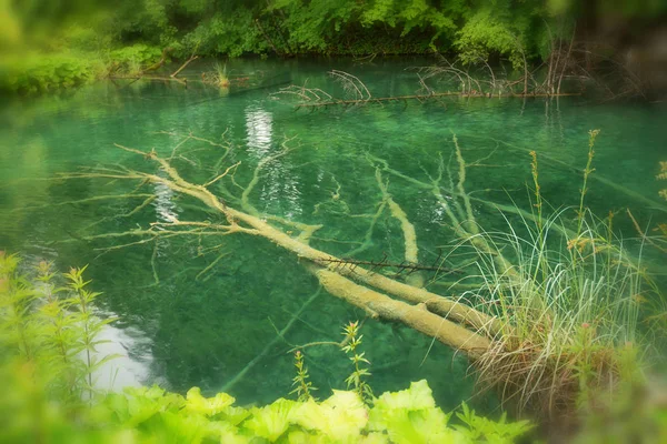 Strom Vodě Padlý Strom Strom Pod Vodou Plitvice Národní Park — Stock fotografie