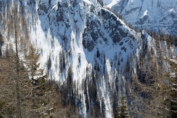 Fondo Montañas Nevadas Invierno Muchos Árboles — Foto de Stock
