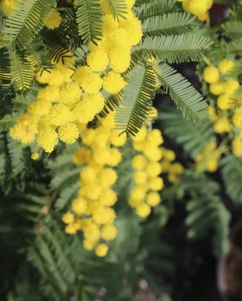 Flores Mimosa Amarilla Florecieron Símbolo Primavera Del Amor Universal —  Fotos de Stock