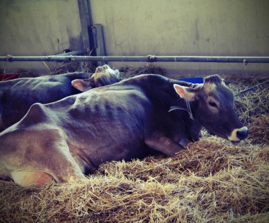 vintage etkisi ile istikrarlı saman içinde yatan hafif kahverengi inek