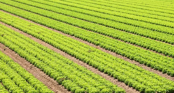 Groene Sla Veld Plantage Van Een Intensieve Landbouw Geteeld — Stockfoto