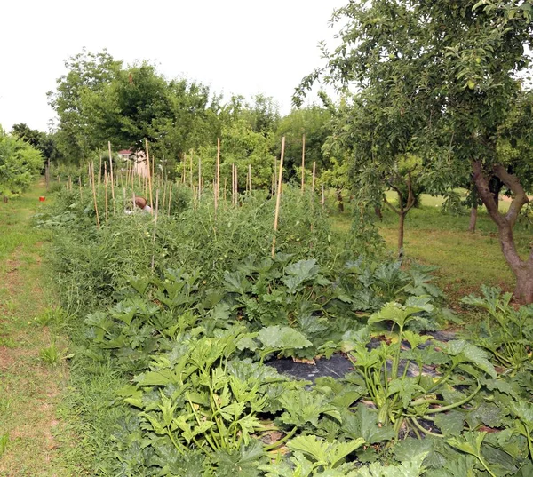 Gran Huerta Con Cultivo Hortalizas Plantas Frutales — Foto de Stock