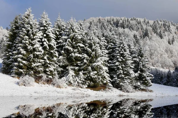 Mountain Landscape Fir Pine Submerged Snow Winter Little Lake — Stock Photo, Image