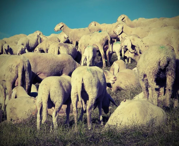 Oveja Con Vellón Blanco Pastando Prados Montaña Con Efecto Antiguo — Foto de Stock