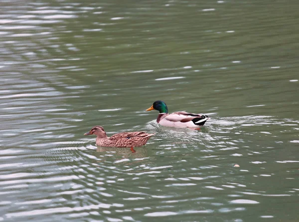 Eenden Een Bergmeer Met Kristal Helder Water — Stockfoto