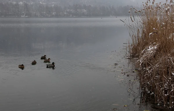 family of ducks swim in the cold lake waters in winter