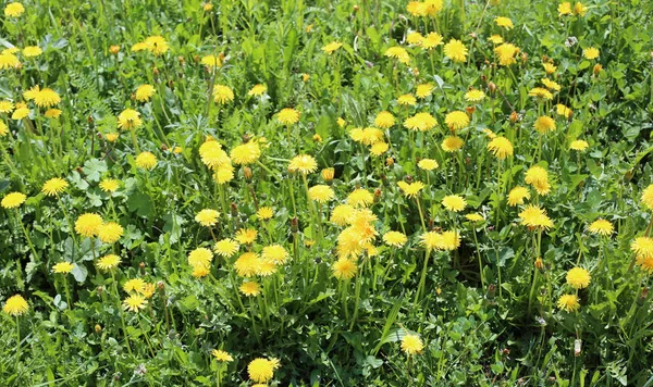 Birçok Sarı Karahindiba Çiçek Bahar Çiçekli Çayırda — Stok fotoğraf