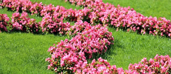 Canteiro Flores Com Flores Rosa Mantido Arrumado Preparado Imagens Royalty-Free