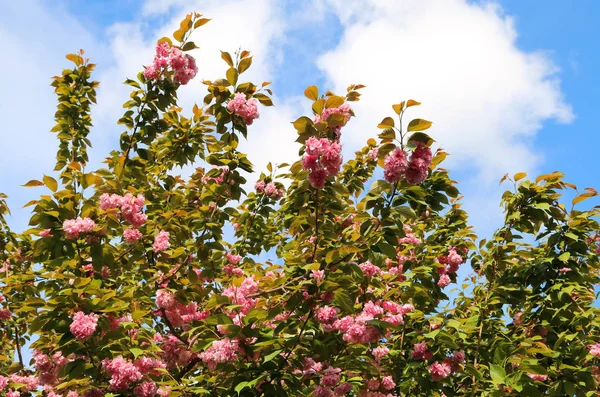 Pembe Çiçekli Ağaç Bahar Döneminde Bir Bahçede Çiçek Açmış — Stok fotoğraf