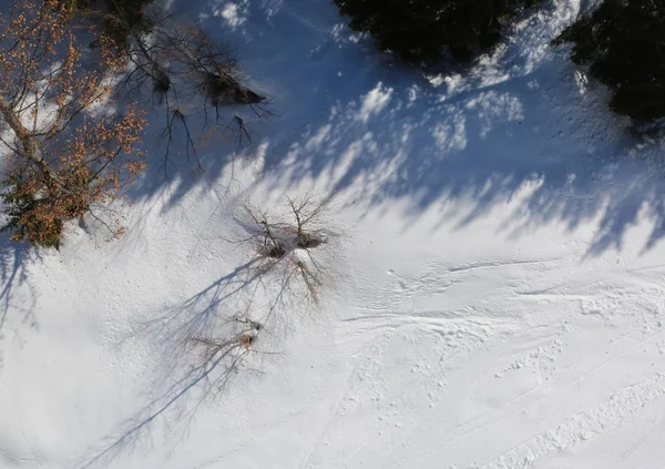 Widok Lotu Ptaka Lesie Zimie — Zdjęcie stockowe