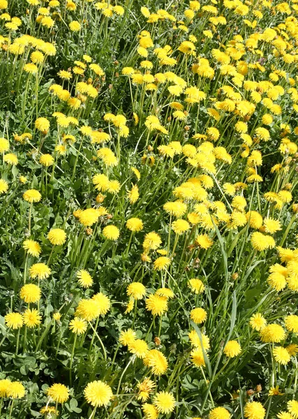 Background Many Yellow Dandelions Flowers Meadown — Stock Photo, Image