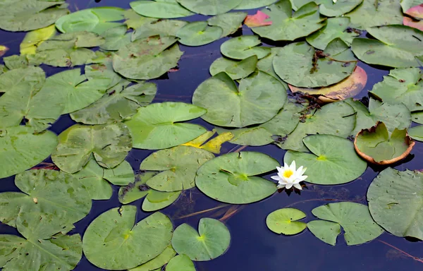 湖の上に浮かぶ睡蓮の白い花と緑の葉します — ストック写真