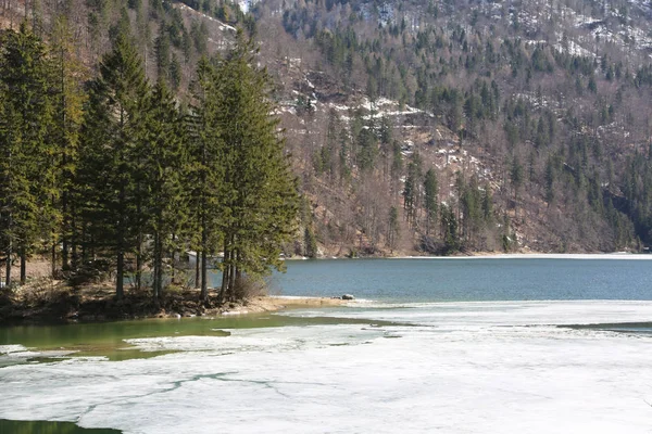 Île Wtih Arbre Sur Lac Alpin Glacé Hiver — Photo