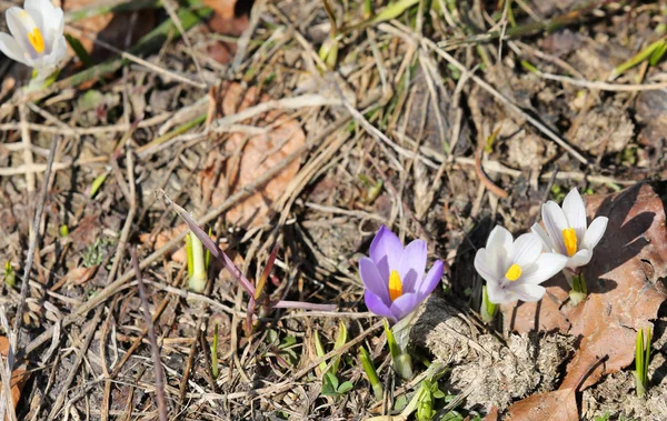 Mor ve beyaz çiğdemler dağ arazi filiz