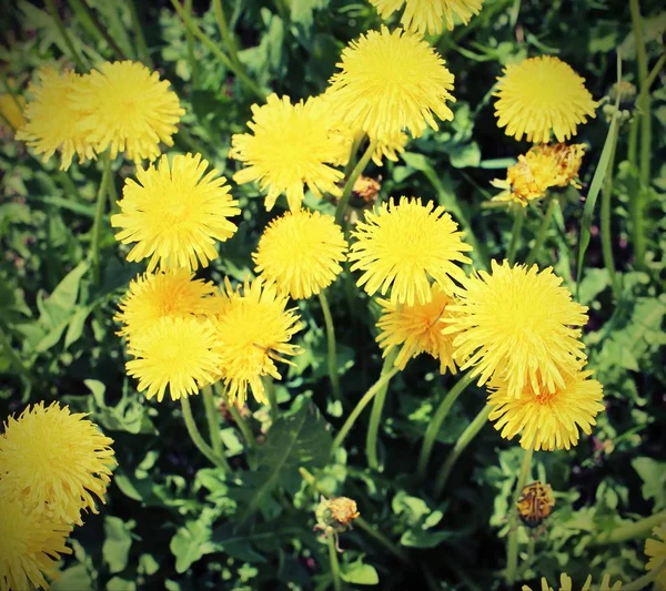 Gelbe Löwenzahnblüten Auf Der Wiese Frühling Mit Vintage Effekt — Stockfoto