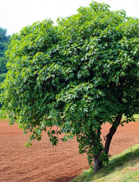 Higuera Grande Con Hojas Verdes Primavera — Foto de Stock