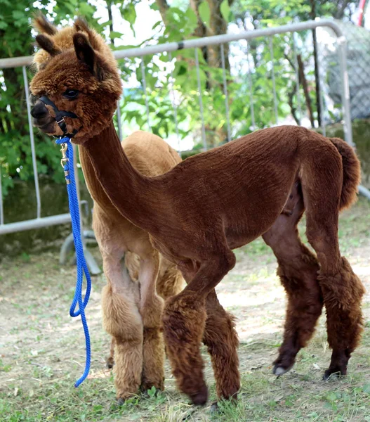 Brown Depilted Alpaca Use Its Wool Production Clothing — Stock Photo, Image