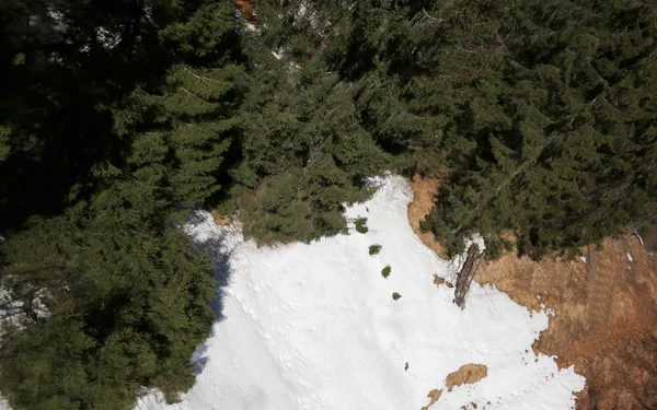 Luftaufnahme Vieler Bäume Wald Winter — Stockfoto
