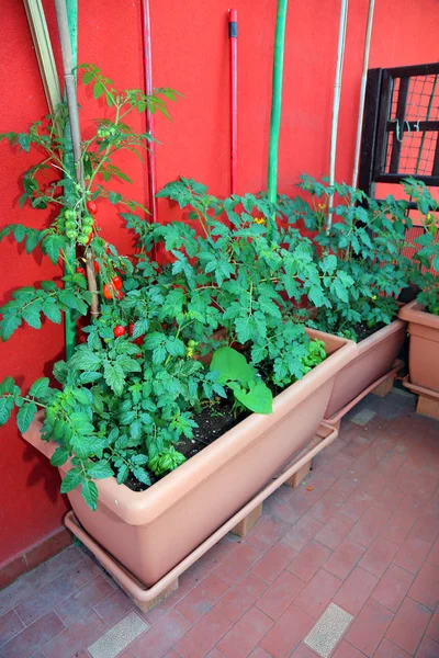 Terraço Uma Casa Cidade Com Vasos Para Cultivo Tomate Cereja — Fotografia de Stock