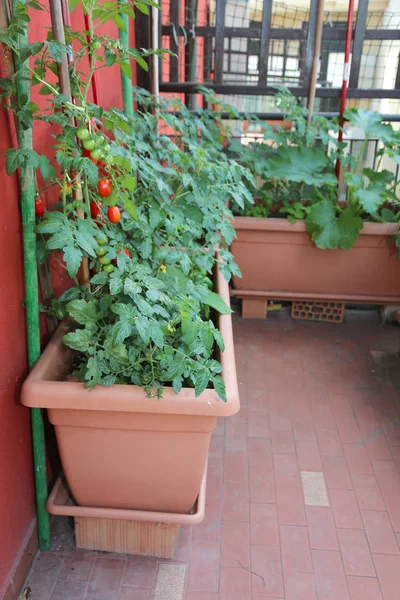 Terraço Uma Casa Cidade Com Vasos Para Cultivo Tomates Outros — Fotografia de Stock