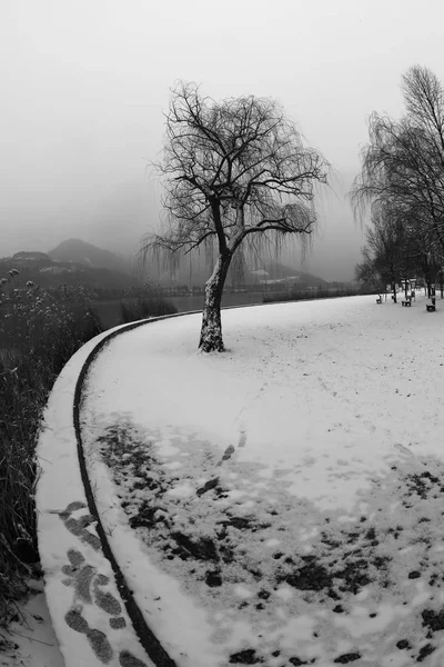 Großer Einsamer Baum Mit Schnee See Namens Lago Fimon Norditalien — Stockfoto