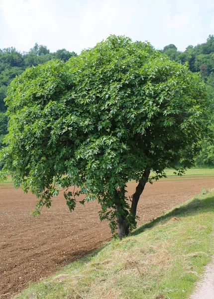 Grand Figuier Aux Feuilles Vertes Printemps Italie — Photo