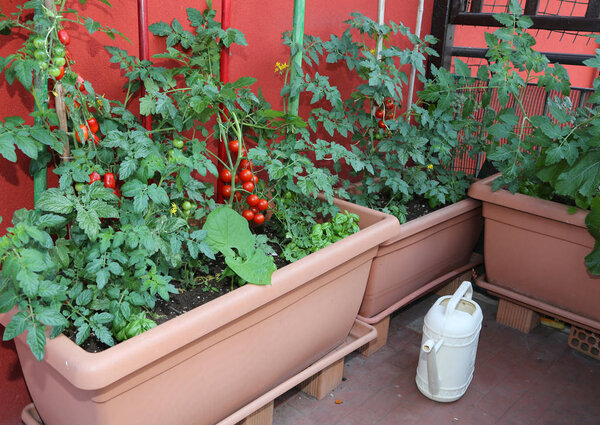 Lots of pots with tomato plants and a yellow watering can on the terrace of the house