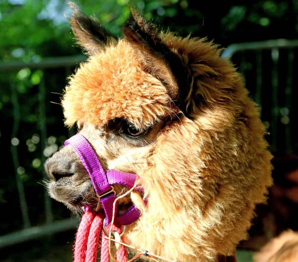 Retrato Cerca Una Cara Alpaca Marrón —  Fotos de Stock