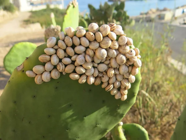 Many Shells Attached Large Cactus Leaf Mediterranean Village — Stock Photo, Image