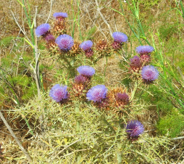 典型的な地中海の植物の非常に刺激的な葉と紫のアザミの花 — ストック写真