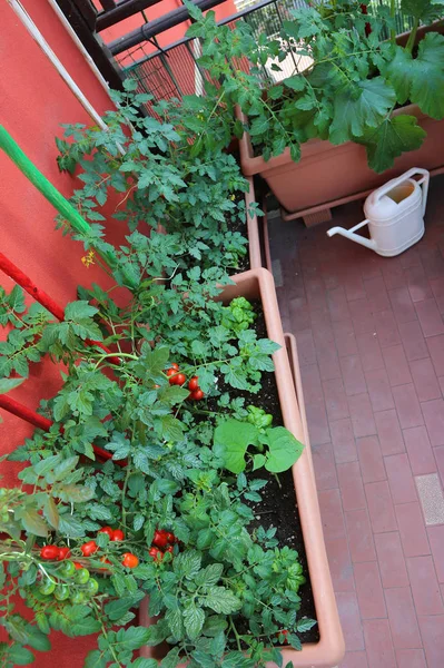 Lots Pots Tomato Plants Terrace House — Stock Photo, Image