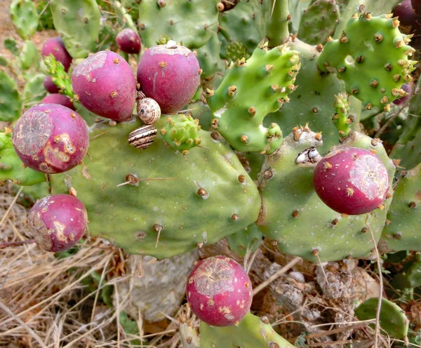 Large Ripe Prickly Pears Attached Cacti Some Shells Mediterranean Sea — Stock Photo, Image