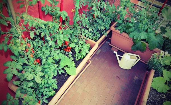 Wiele Pomidor Doniczkach Uprawiane Tarasie Apartamentu Mieście Efektu Vintage — Zdjęcie stockowe