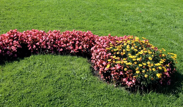 Jardín Flores Con Muchas Flores Rosas Amarillas Después Del Mantenimiento — Foto de Stock