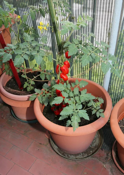 Florero Con Tomates Rojos Cultivados Jardín Casero Terraza Condominio —  Fotos de Stock