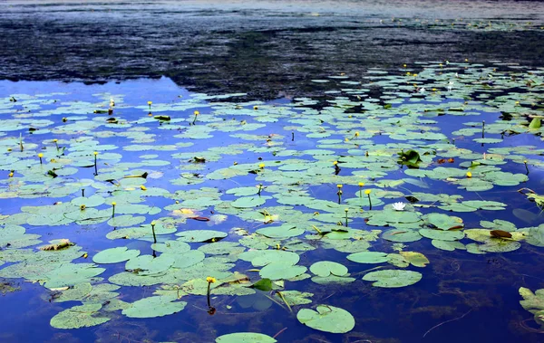 春の池の水の上に浮かんで睡蓮の葉 — ストック写真