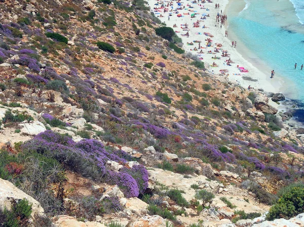 Tyle Kwiatów Erica Plaży Wielu Kąpiących Się Lecie — Zdjęcie stockowe