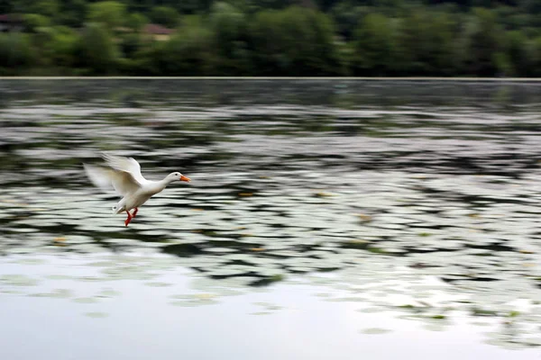 白いガチョウが飛ぶ湖暖かい国へ移行中 — ストック写真