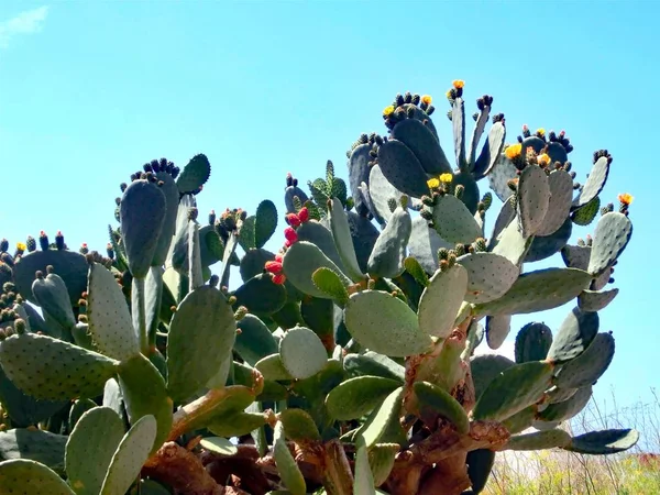 Large Prickly Pear Plant Fruits Yellow Flowers Mediterranean Island Summer — Stock Photo, Image