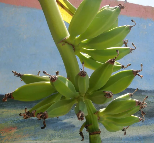 Many Still Green Bananas Attached Banana Tree — Stock Photo, Image