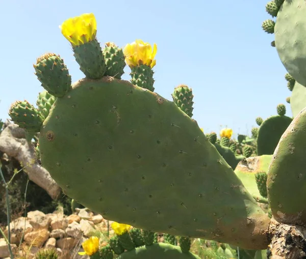 Duże Żółte Kwiaty Kolczasta Gruszki Dołączony Kaktusa Obszarze Morza Śródziemnego — Zdjęcie stockowe