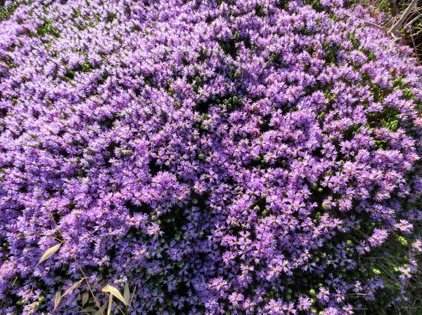 Beau Fond Petites Fleurs Violettes Une Plante Nommée Erica Typique — Photo