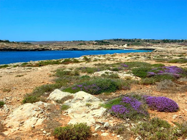 Flor Erica Mar Azul Con Vegetación Mediterránea Isla —  Fotos de Stock